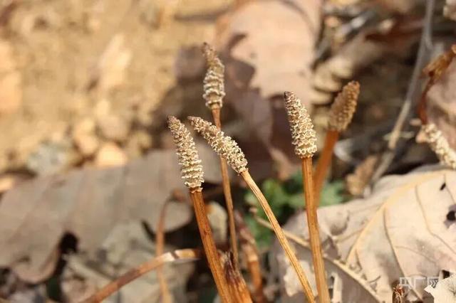  从问荆草到金矿：8岁男孩如何用植物学知识揭开地质勘查新篇章 新闻 从问荆草到金矿：8岁男孩如何用植物学知识揭开地质勘查新篇章 新闻 从问荆草到金矿：8岁男孩如何用植物学知识揭开地质勘查新篇章 新闻 从问荆草到金矿：8岁男孩如何用植物学知识揭开地质勘查新篇章 新闻
